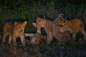 Lion cubs play fighting seen with flashlight during night time game drive - obrazy, fototapety, plakaty