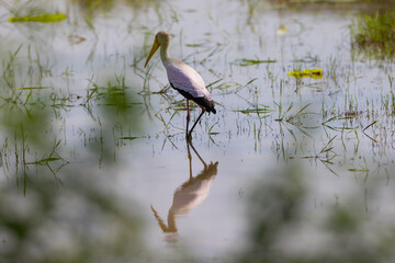 Yellow billed stork searching for food in natural African wetland environment