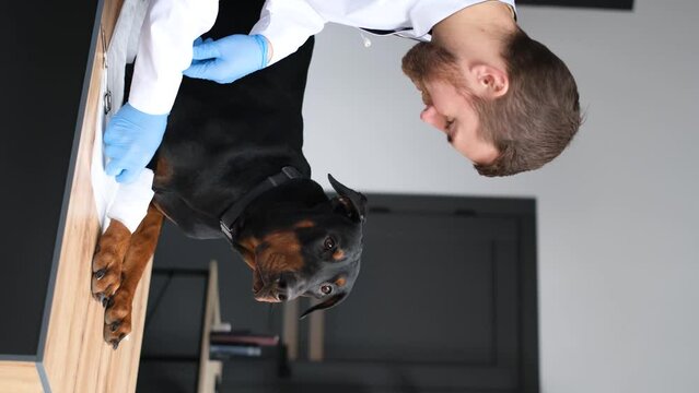 Vertical video of veterinarian and dog being examined. A doctor examines a large purebred dog. 