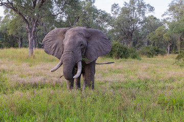 Single Elephant grazing in its natural African bush land habitat