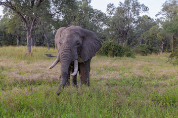 Single Elephant grazing in its natural African bush land habitat