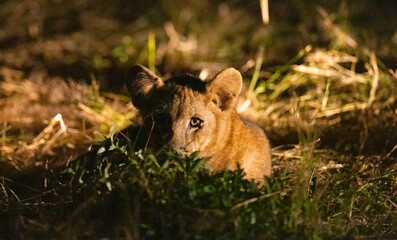 Lion cubs play fighting seen with flashlight during night time game drive