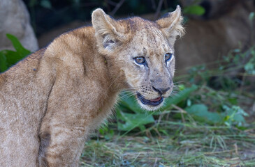 Lion cub in pride resting after feeding in natural African habitat