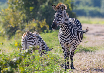 Close up of wild zebra with foal in natural African habitat 