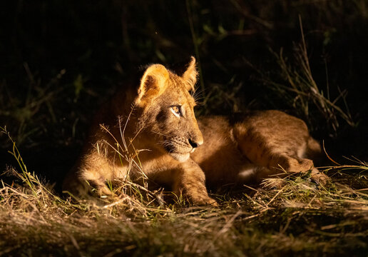 Lion cubs play fighting seen with flashlight during night time game drive