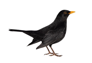 common blackbird male isolated on white - obrazy, fototapety, plakaty