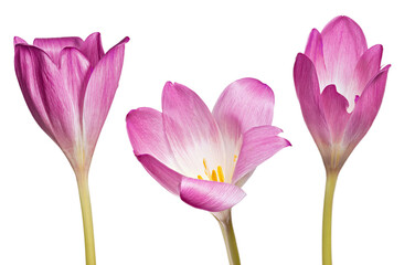 large pink and white three crocus semi-open blooms
