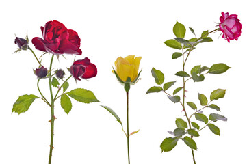 Fototapeta premium beautiful three colors roses isolated on white