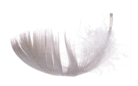 detailed goose light grey isolated single feather
