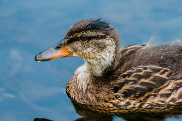 wild duck swimming in lake. water birds in park