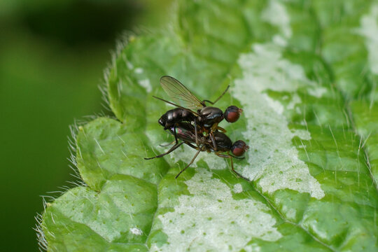 Closeup on a copulation of two small black scavenger flies Nemopoda nitidula on a green leaf