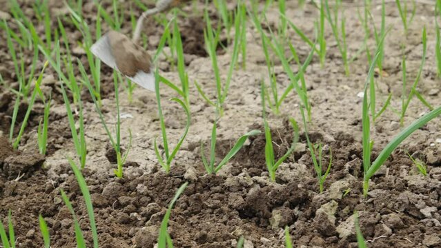 Worker works with hoe in field. Farming garden work concept. Gardener digs ground with weeds for good harvest. Farmer using hoe on dirt at farm. Close-up in 4K, UHD