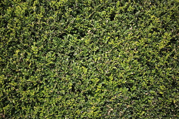 green hedge pattern texture