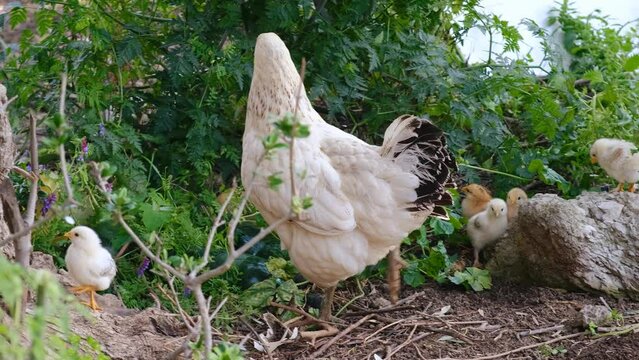 naturally fed mother chicken and chicks