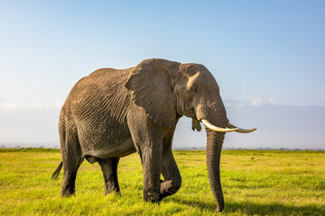 A massive elephant walking across the foreground. Amboseli national park, Kenya.