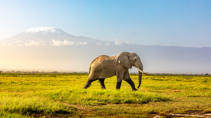 Fototapeta na wymiar Mount Kilimanjaro with an elephant walking across the foreground. Amboseli national park, Kenya.