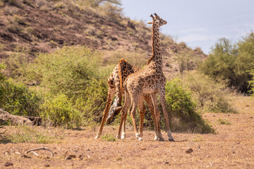 Masai giraffe (Giraffa tippelskirchi or Giraffa camelopardalis tippelskirchi) fighting, Amboseli national park, Kenya.