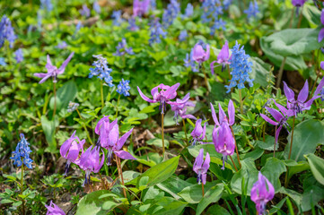 Fototapeta premium ニセコ桜ヶ丘公園のカタクリ