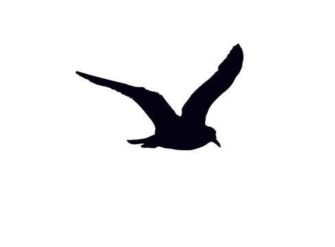 M&ouml;we Grafik Schwarz Wei&szlig;