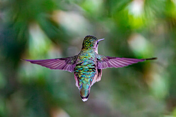 Obraz premium hummingbird in flight