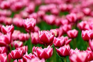 Beautiful bright colorful Spring tulips. Field of tulips. Tulip flowers blooming in the garden. Panning over many tulips in a field in spring. Colorful field of flowers in nature.