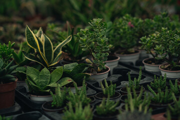 Vibrant potted succulents and cactuses in a greenhouse.