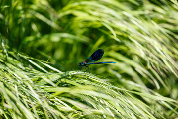 Dragonfly on a grass field