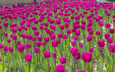 field of purple tulips in the rays of the sun. Beautiful floral background.