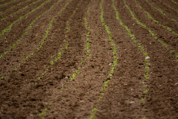 sugar beet field. sugar beet seedlings are just growing. agricultural production.