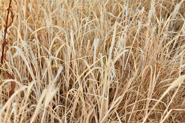 envidia, lechuguilla romana 