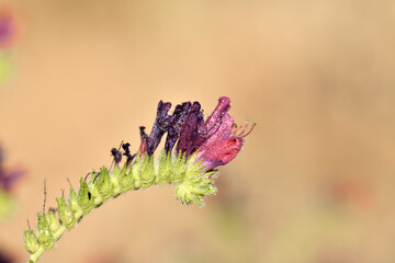 vivorera planta de las vivoras