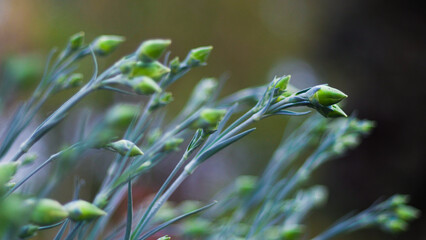 Macro de bourgeons de fleur de jardin