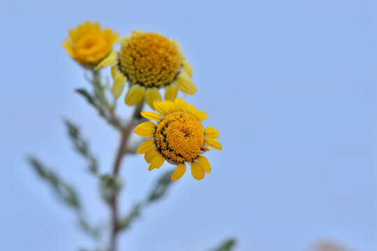 envidia, lechuguilla romana 