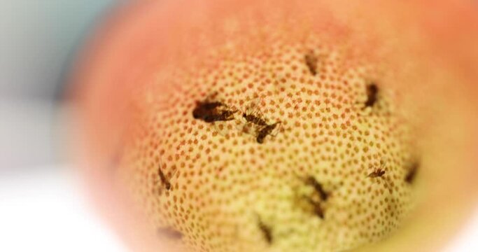 mosquitoes trapped and died in pitcher cup of Nepenthes, a genus of carnivorous plants, also known as tropical pitcher plants, or monkey cups, in the monotypic family Nepenthaceae.