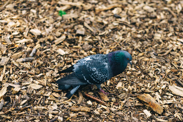 a wild pigeon walks in the park