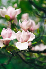 pink magnolia tenders and beautiful flowers 