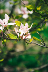 blooming tree in spring pink magnolia tenders and beautiful flowers 