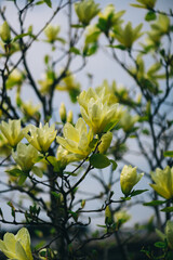 blooming yellow magnolia yellow river. fragrant tree in the park © Анна Молько