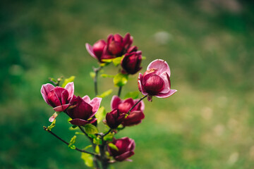 pink magnolia black tulip blooming in the garden. bright large fragrant flowers © Анна Молько