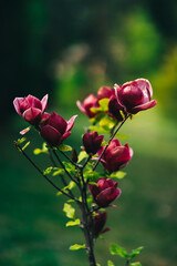 beautiful red magnolia in garden 