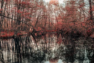 Vlies Fototapete Reflection Serene picturesque autumn forest and a river 
