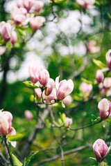 Magnolia Soulange'a Red Lucky beautiful pink magnolia blooms in the garden. selective focus. desktop wallpaper