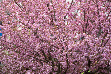 uno splendido ciliegio dai fiori di colore rosa intenso, splendidi fiori rosa di ciliegio, la primavera e la fioritura dei ciliegi
