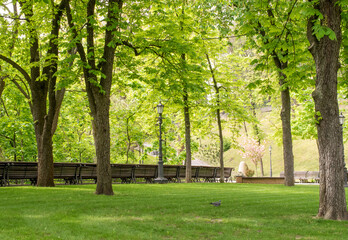 Alley in the park of Kyiv, the month of May.