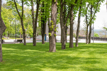 Alley in the park of Kyiv, the month of May.