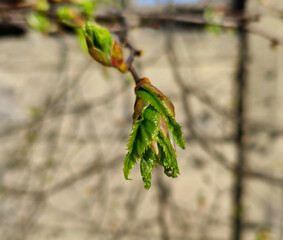 First spring leaves and buds on branches on a sunny morning in Park Julianowski, Lodz, Poland.