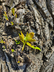First spring leaves and buds on branches on a sunny morning in Park Julianowski, Lodz, Poland.