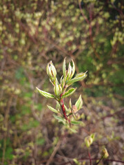 First spring leaves and buds on branches on a sunny morning in Park Julianowski, Lodz, Poland.