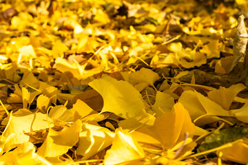 秋の風景、イチョウの葉の黄色い絨毯