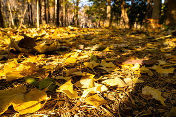 秋の風景、イチョウの葉の絨毯